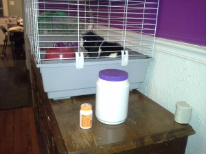 Photo of Elvis the guinea pig in his cage.  The cage sits on a sideboard, and a bottle of vitamins and a bottle of food pellets are immediately next to the cage.