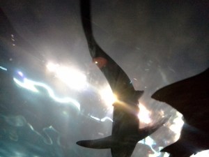 Shark at Ripley's Aquarium of the Smokies in Gatlinburg, TN