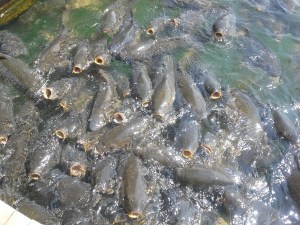 Fish feeding frenzy at Greer's Ferry Lake