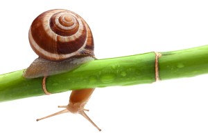 Snail on a bamboo stem. Image from Free Vector Graphic Download