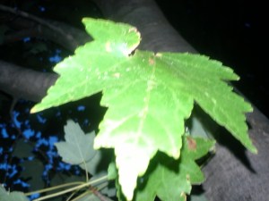 Green leaf on a fall day