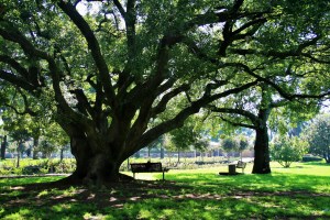 Oak tree image by Bluesnap on Pixabay at https://pixabay.com/en/oak-tree-tree-oak-majestic-old-292114/
