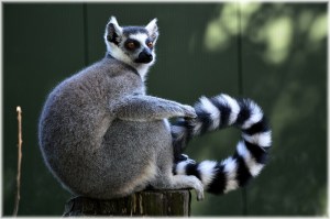 Ring-tailed lemur on a tree stump. Image by PublicDomainPictures on Pixabay, https://pixabay.com/en/ring-tailed-lemur-rare-wild-exotic-216231/