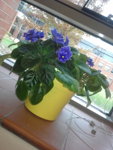 African violet in a yellow pot on a  window sill