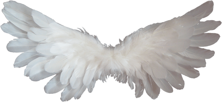 Angel wings by DigitalDesigner on Pixabay at https://pixabay.com/en/white-angel-wings-feather-heaven-1184178/