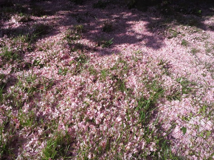 Cherry blossoms blanketing my front yard