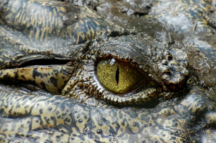 Crocodile eye by Angelo_Giordano on Pixabay at https://pixabay.com/en/crocodile-eye-animal-nature-630233/