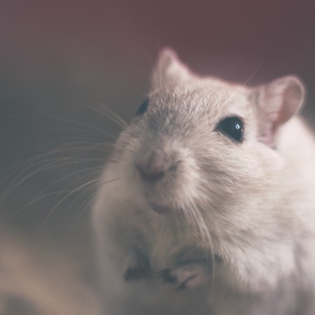 Image of a muse by Unsplash on Pixabay at https://pixabay.com/en/mouse-rodent-animal-rat-white-801843/
