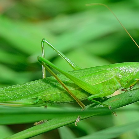 Grasshopper by ju1959jjj on Pixabay at https://pixabay.com/en/insect-grasshopper-antenna-nature-2626819/